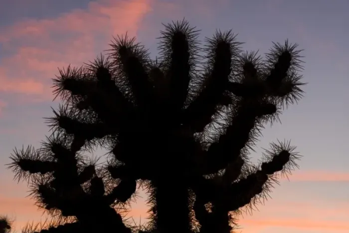 Framed Print : Silhouette at Sunset, Jumping cholla, Cylindropuntia fulgida, Sonoran Desert, High desert Park Framed Print : Silhouette at Sunset, Jumping cholla, Cylindropuntia fulgida, Sonoran Desert, High desert Park