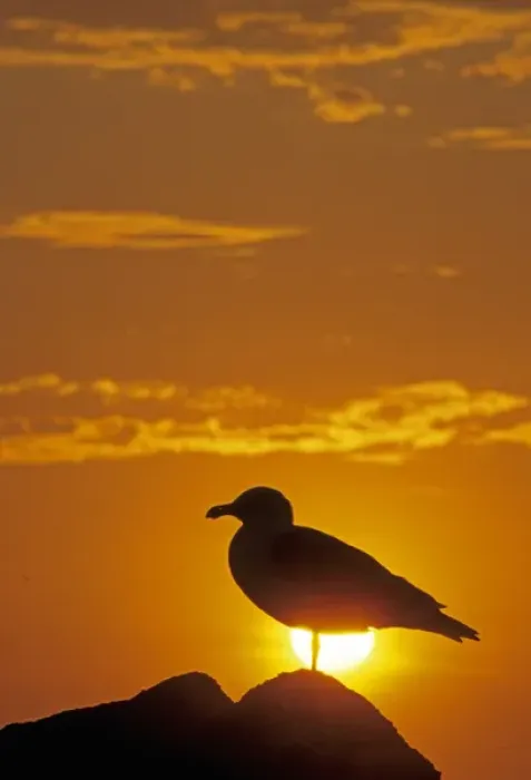 Framed Print : 05. Silhouette of a Western Gull, Larus occidentalis Framed Print : 05. Silhouette of a Western Gull, Larus occidentalis