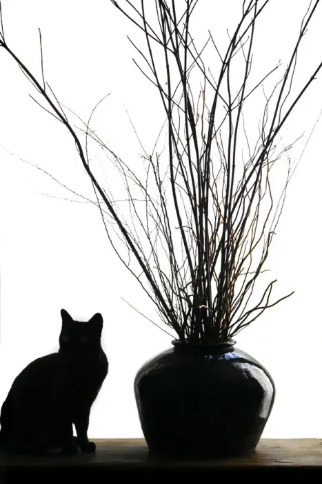 Framed Print : Silhouetted image of a cat by a flower pot, Los Angeles, Califonia, USA. (PR) Framed Print : Silhouetted image of a cat by a flower pot, Los Angeles, Califonia, USA. (PR)