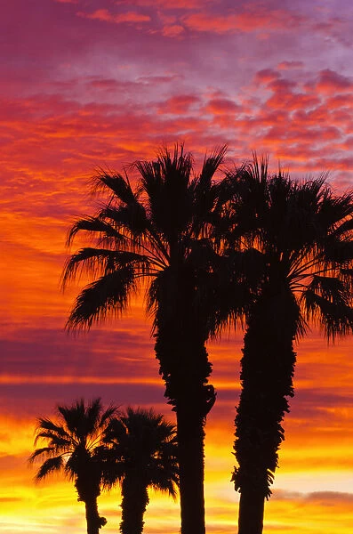 Silhouetted palms against clouds at sunrise, Anza-Borrego Desert State Park, California
