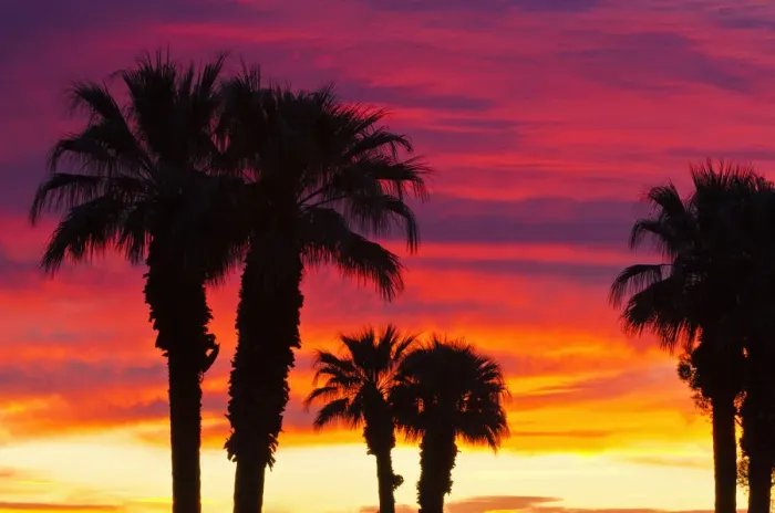 Framed Print : Silhouetted palms against clouds at sunrise, Anza-Borrego Desert State Park, California Framed Print : Silhouetted palms against clouds at sunrise, Anza-Borrego Desert State Park, California