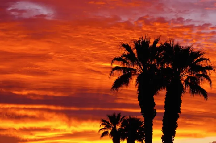 Framed Print : Silhouetted palms at sunrise, Anza-Borrego Desert State Park, California, USA Framed Print : Silhouetted palms at sunrise, Anza-Borrego Desert State Park, California, USA
