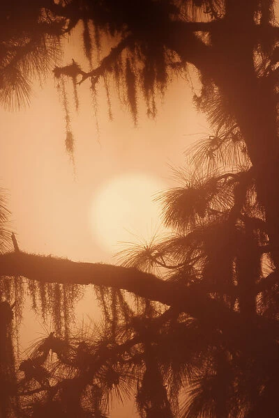 Silhouetted pine tree draped in Spanish Moss Tillandsia usneides Venice, Florida