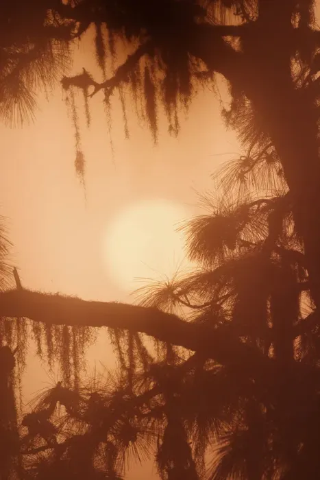Framed Print : Silhouetted pine tree draped in Spanish Moss Tillandsia usneides Venice, Florida Framed Print : Silhouetted pine tree draped in Spanish Moss Tillandsia usneides Venice, Florida