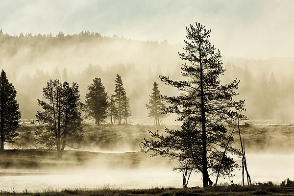 Silhouetted trees along Yellowstone River, Hayden Valley, Yellowstone National Park