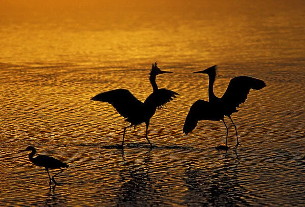 Silhouettes of reddish egrets conduct mating dance in gold-colored water. Credit as