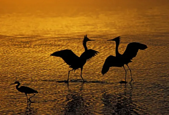 Framed Print : Silhouettes of reddish egrets conduct mating dance in gold-colored water. Credit as