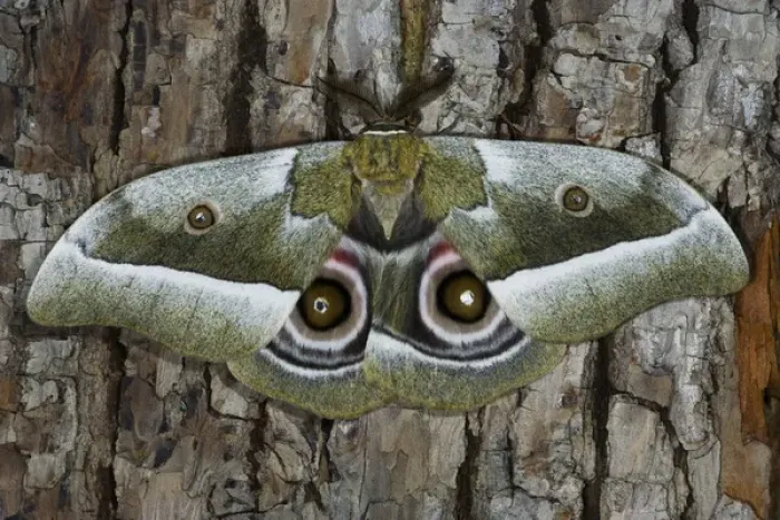 Framed Print : Silk Moth Gonimbrasia zambesina photographed in Sammamish, Washington Framed Print : Silk Moth Gonimbrasia zambesina photographed in Sammamish, Washington