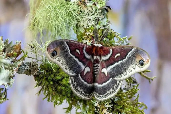 Framed Print : Silk moth on mossy branch