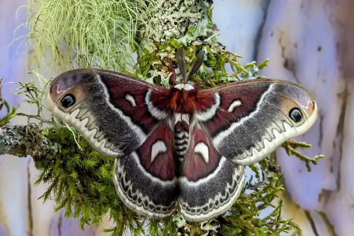 Framed Print : Silk moth on mossy branch