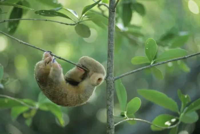 Framed Print : Silky Anteater, (Cyclopes didactylus), West Indies, Trinidad, Caroni Swamp, sleeping Framed Print : Silky Anteater, (Cyclopes didactylus), West Indies, Trinidad, Caroni Swamp, sleeping