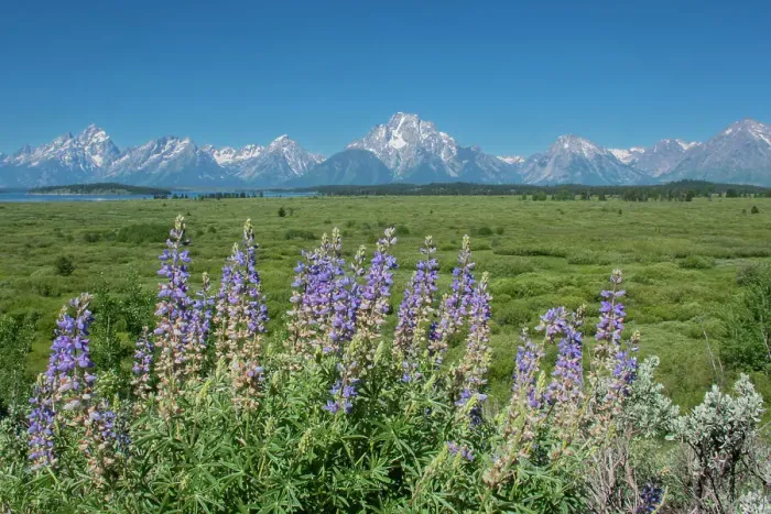 Framed Print : Silky lupine, Lunch Tree Hill, Grand Teton National Park, Wyoming, Usa Framed Print : Silky lupine, Lunch Tree Hill, Grand Teton National Park, Wyoming, Usa