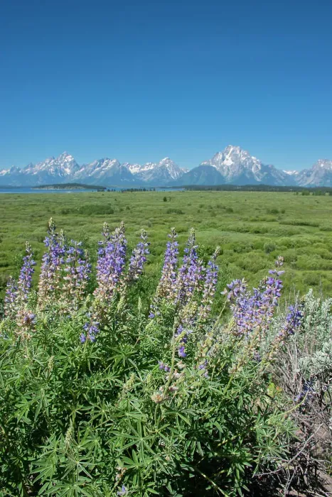 Framed Print : Silky lupine, Lunch Tree Hill, Grand Teton National Park, Wyoming, Usa Framed Print : Silky lupine, Lunch Tree Hill, Grand Teton National Park, Wyoming, Usa