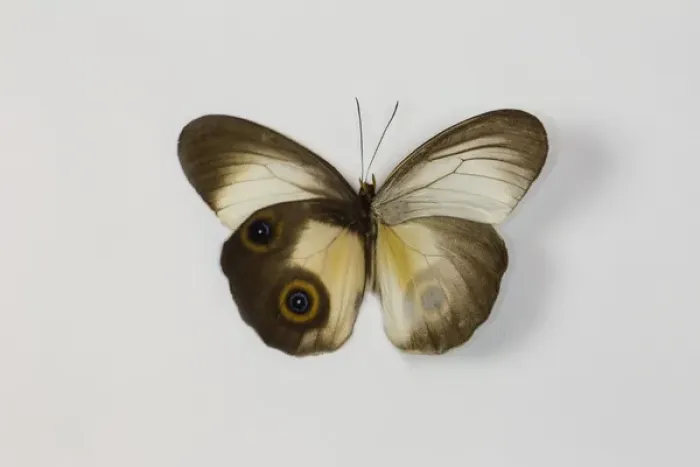 Framed Print : The Silky Owl Butterfly, Taenaris macrops wing comparison top and bottom wings