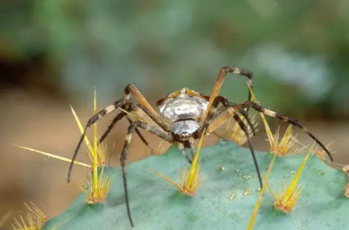 Framed Print : Silver Argiope