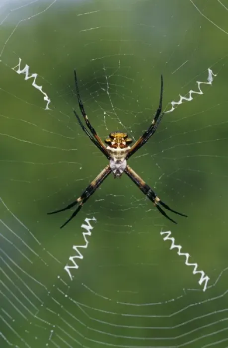 Framed Print : Silver Argiope, Argiope argentata, female in web, Willacy County, Rio Grande Valley Framed Print : Silver Argiope, Argiope argentata, female in web, Willacy County, Rio Grande Valley