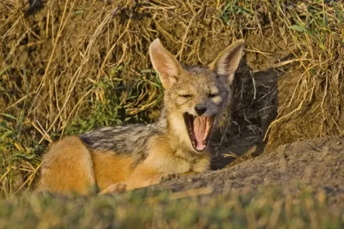 Framed Print : Silver-backed Jackals careing for each other in the brush of Msai Mara Kenya