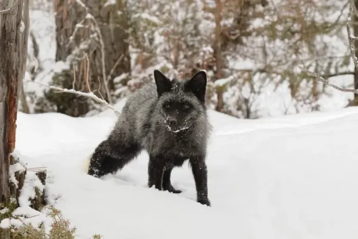 Framed Print : Silver Fox a melanistic form of the red fox, Vulpes vulpes. (Captive) Montana Framed Print : Silver Fox a melanistic form of the red fox, Vulpes vulpes. (Captive) Montana