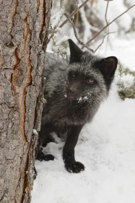 Framed Print : Silver Fox a melanistic form of the red fox, Vulpes vulpes. (Captive) Montana