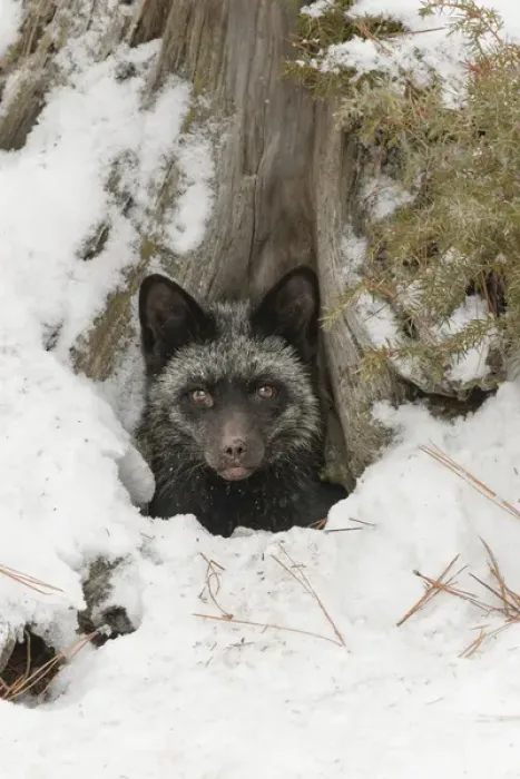 Framed Print : Silver Fox a melanistic form of the red fox, Vulpes vulpes. (Captive) Montana