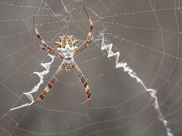 Silver garden spider (argiope, an orbweaver) on web showing stabilimenti and orb web