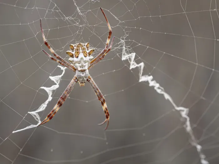 Framed Print : Silver garden spider (argiope, an orbweaver) on web showing stabilimenti and orb web Framed Print : Silver garden spider (argiope, an orbweaver) on web showing stabilimenti and orb web