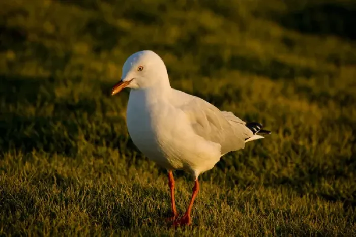 Framed Print : Silver Gull Larus novaehollandiae Eastern Coastal Australia