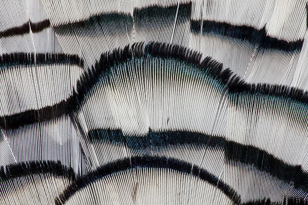 Silver Pheasant fanned out feathers