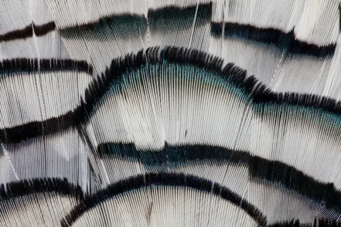 Framed Print : Silver Pheasant fanned out feathers Framed Print : Silver Pheasant fanned out feathers