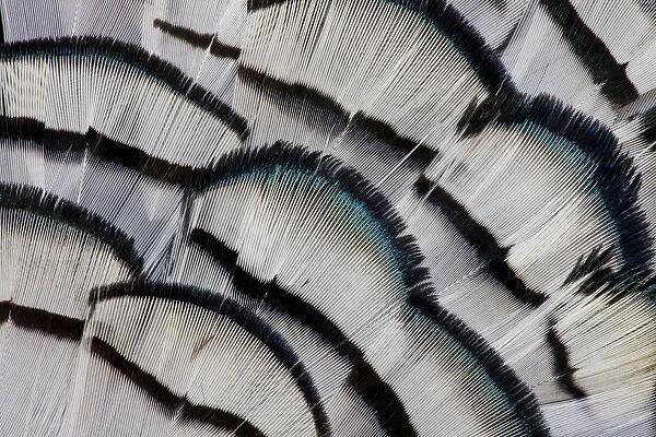 Silver Pheasant feather fan design