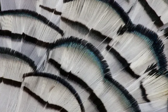 Framed Print : Silver Pheasant feather fan design Framed Print : Silver Pheasant feather fan design