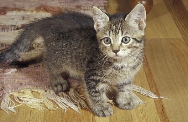 Silver tabby kitten, eight weeks old