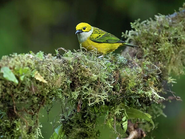 Silver-throated Tanager sitting on tree branch, Costa Rica, Central America