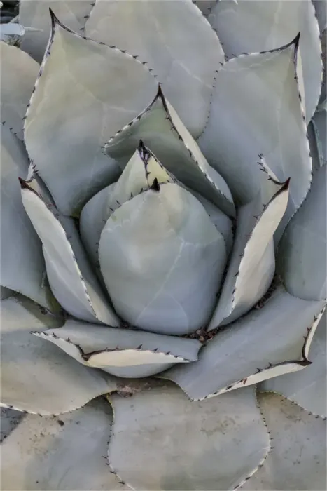 Framed Print : Silver toned succulent, Longwood Gardens Conservatory, Pennsylvania