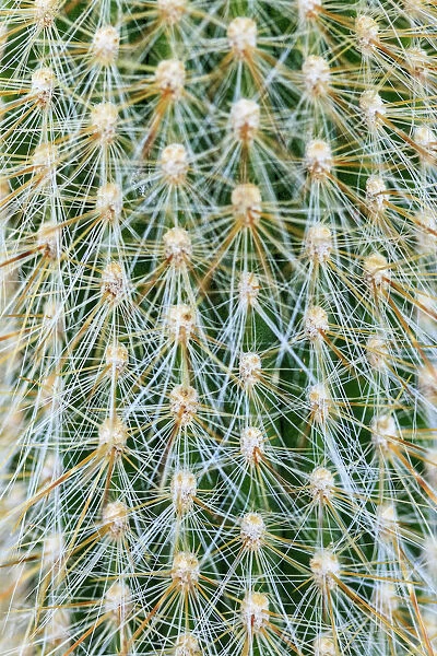 Silver Torch Cactus. Cleistocactus strausii