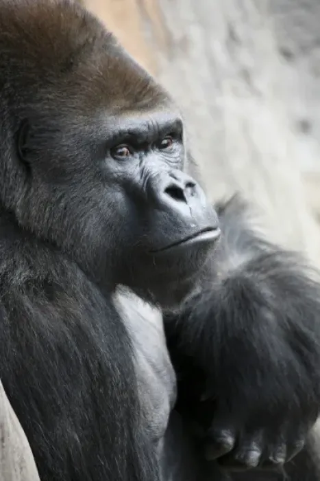 Framed Print : Silverback Gorilla at the Audubon Zoo, New Orleans, Louisanna Framed Print : Silverback Gorilla at the Audubon Zoo, New Orleans, Louisanna