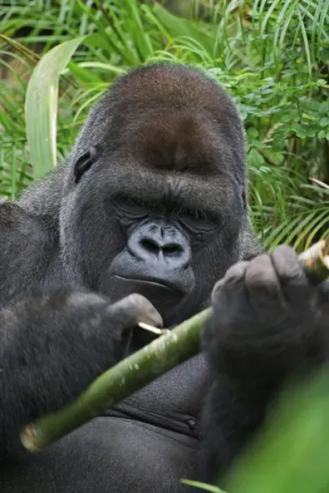 Framed Print : Silverback Lowland Gorilla working with tool Gorilla gorilla Captive Framed Print : Silverback Lowland Gorilla working with tool Gorilla gorilla Captive