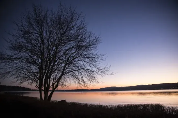 Framed Print : Silverdale, Washington. Dicidious tree without its leaves looks out onto the pink