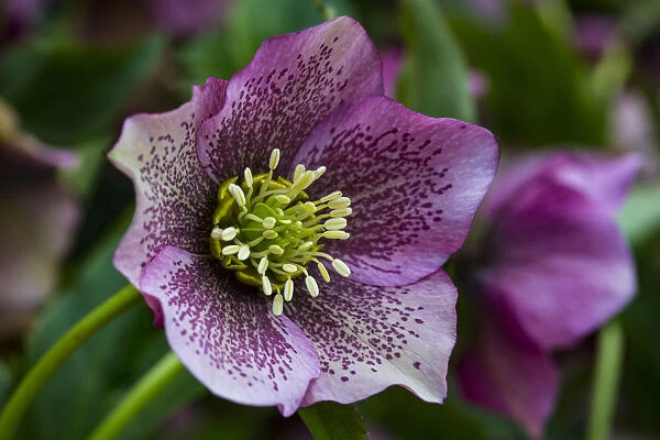 Silverdale, Washington State. Purple Hellebore flower perennials