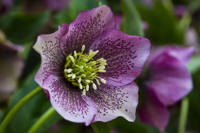 Framed Print : Silverdale, Washington State. Purple Hellebore flower perennials Framed Print : Silverdale, Washington State. Purple Hellebore flower perennials