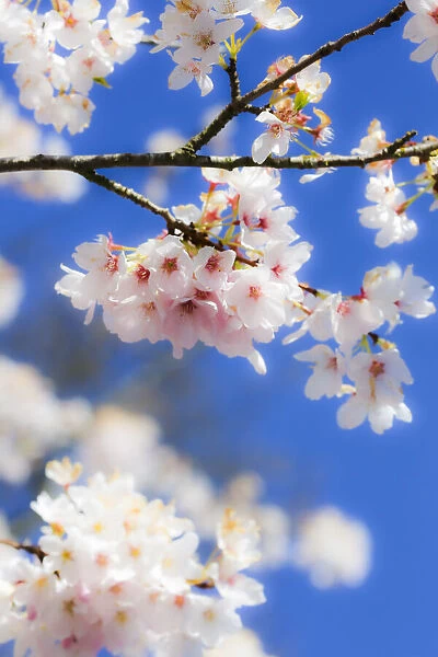 Silverdale, Washington State, USA. Blooming cherry blossom