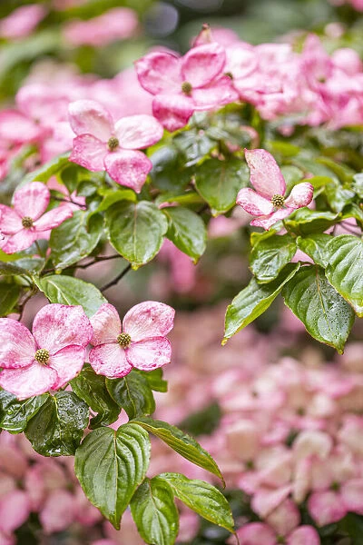Silverdale, Washington State, USA. Flowering pink dogwood tree