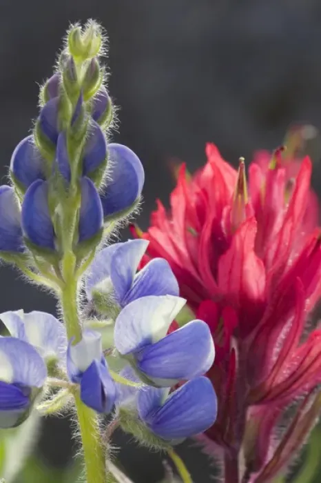 Framed Print : Silvery Lupine, Lavendar Paintbrush Framed Print : Silvery Lupine, Lavendar Paintbrush