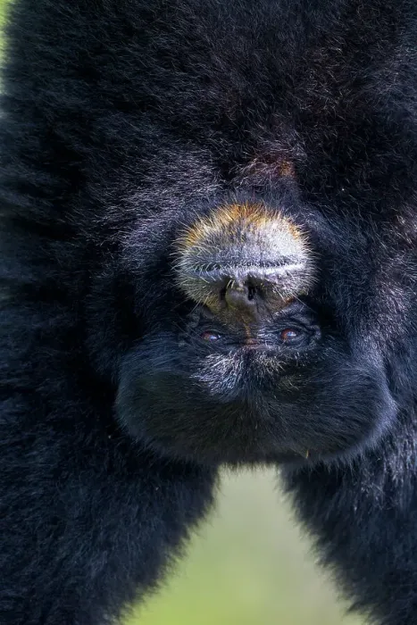 Framed Print : A Simang gibbon hanging upside down