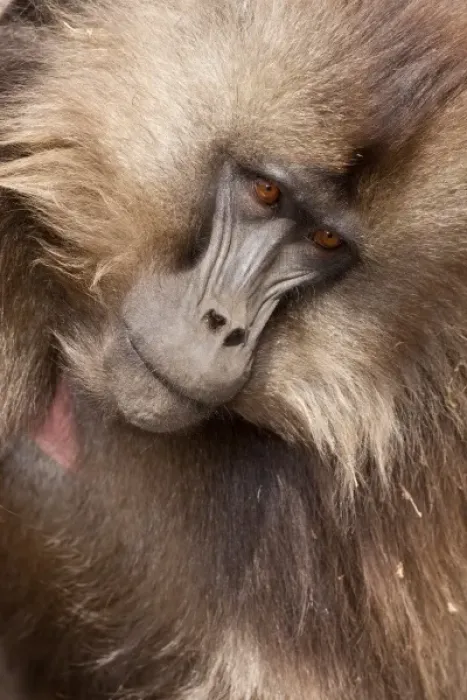 Framed Print : Simien Mountains, Ethiopia, Gelada, aka Gelada Baboon, Theropitecus gelada