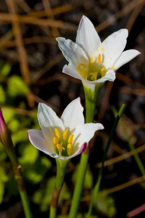 Framed Print : Simpsons Zephyrlily, Zephyranthes simpsonii, of the Amaryllis family, is unique Framed Print : Simpsons Zephyrlily, Zephyranthes simpsonii, of the Amaryllis family, is unique