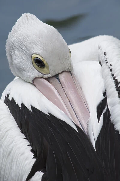 Singapore, Jurong Bird Park. Australian pelican (Pelecanus conspicillatus)