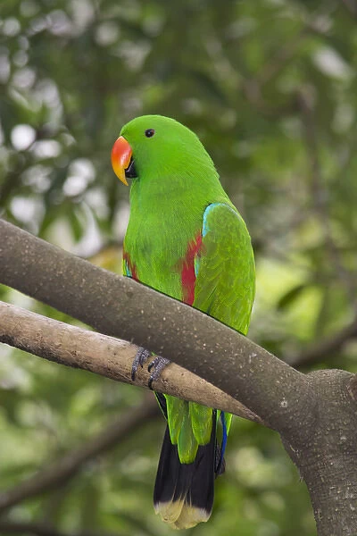Singapore, Jurong Bird Park. Colorful green parrot