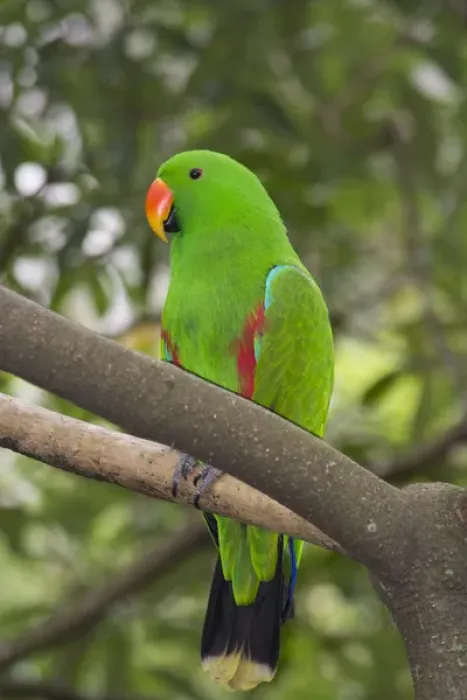 Framed Print : Singapore, Jurong Bird Park. Colorful green parrot