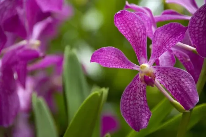 Framed Print : Singapore (Sanskrit for Lion City). National Orchid Garden located within the Botanic Gardens